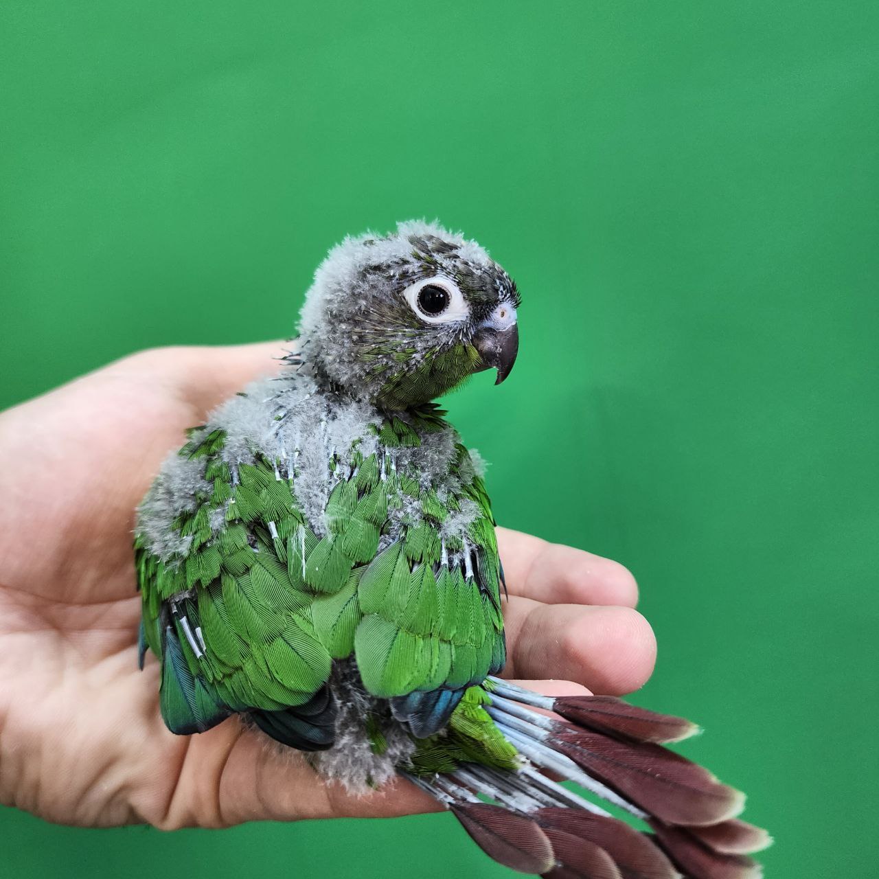 جوجه سرلاکی طوطی گرینچیک نرمال