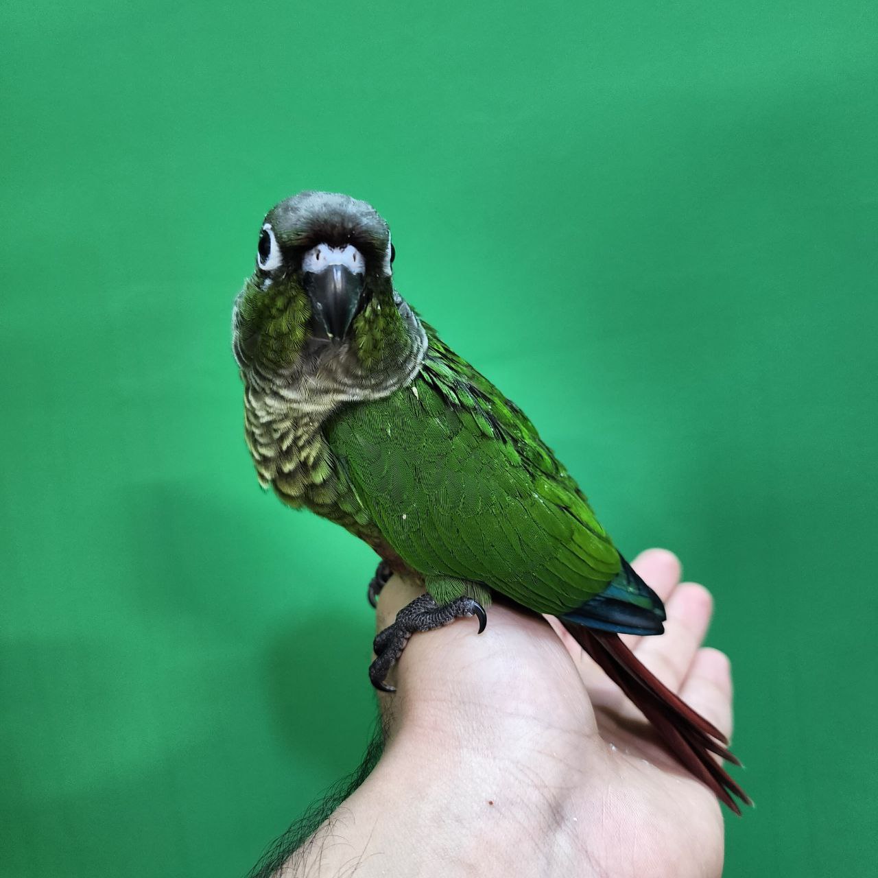 جوجه سرلاکی طوطی گرینچیک نرمال