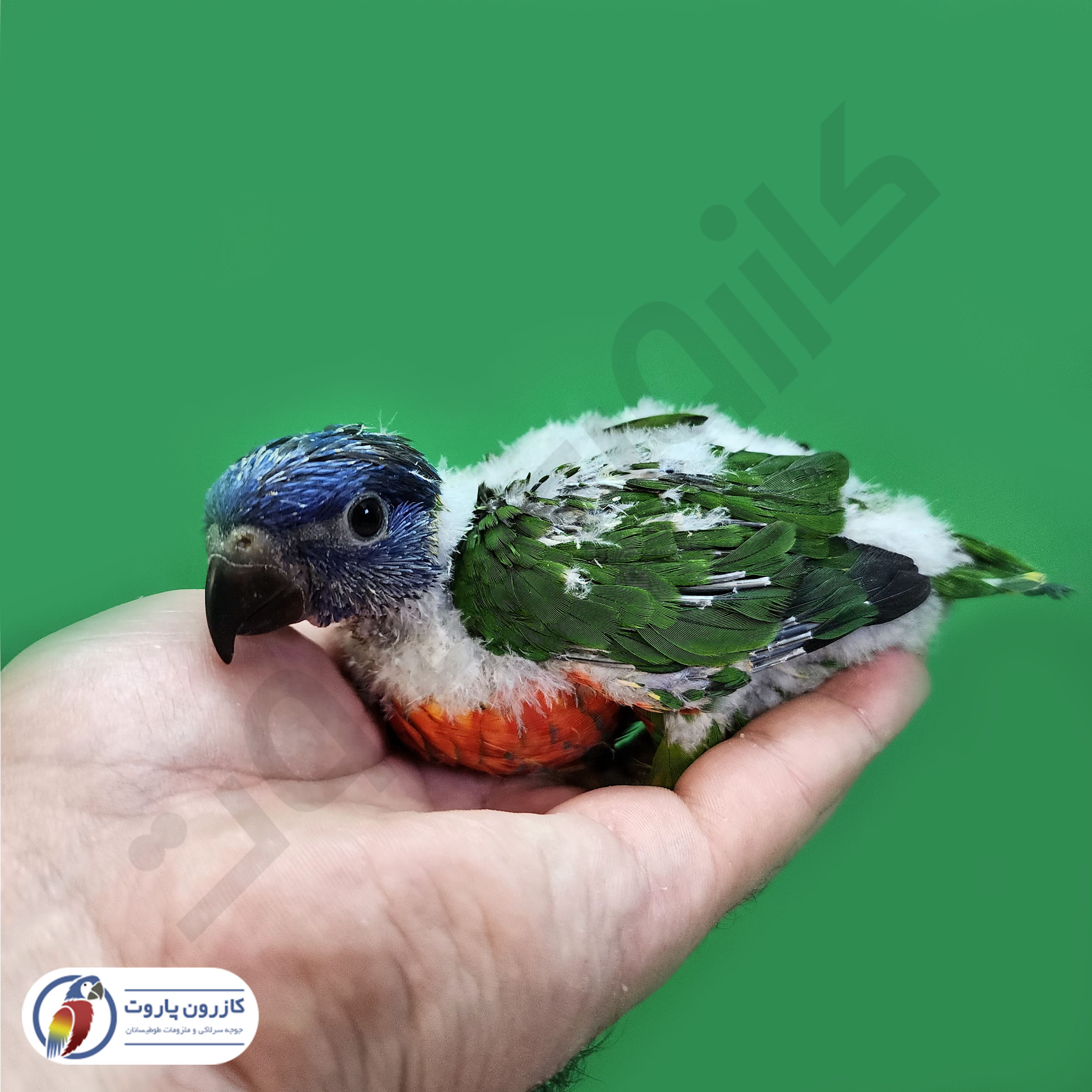جوجه سرلاکی طوطی لوریکیت رنگین کمانی
